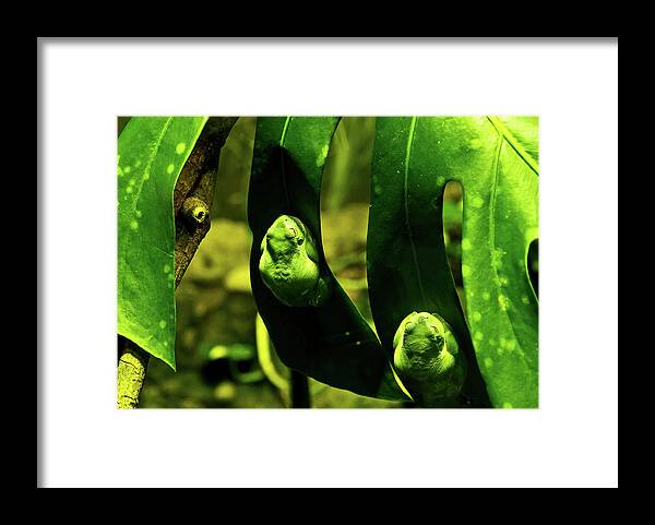Green Tree Frog Framed Print featuring the photograph Green Tree Frog by Miroslava Jurcik