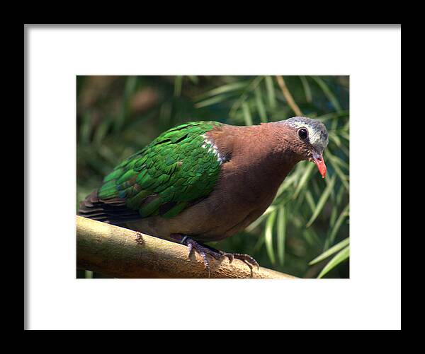 Dove Framed Print featuring the photograph Green-winged Dove by Nathan Abbott