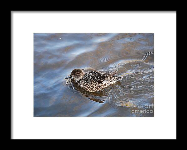 Green-winged Framed Print featuring the photograph Green-winged Teal 20131224_30 by Tina Hopkins