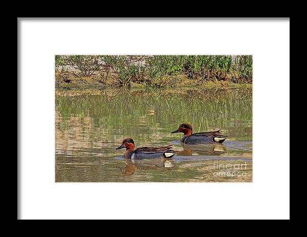 Green Wing Teal Framed Print featuring the photograph Green Winged Teal by Jim Garrison