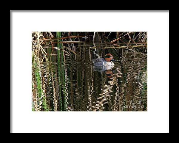Green Winged Teal Framed Print featuring the photograph Green Winged Teal by Paula Guttilla