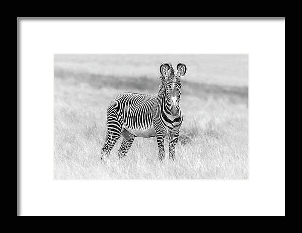 Africa Framed Print featuring the photograph Grevy Zebra 5953BW by Karen Celella