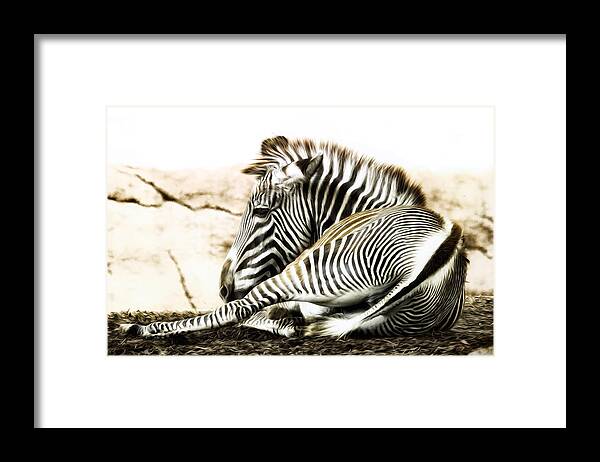 Zebra Framed Print featuring the photograph Grevy's Zebra by Bill and Linda Tiepelman