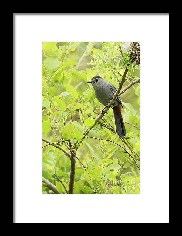 Natanson Framed Print featuring the photograph Grey Catbird by Steven Natanson