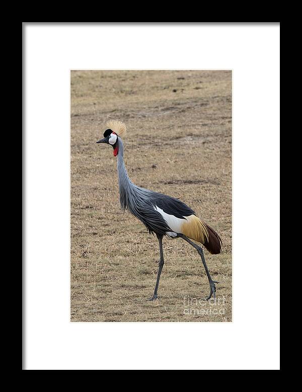 Cranes Framed Print featuring the photograph Grey Crowned Crane in the Wild by Pravine Chester