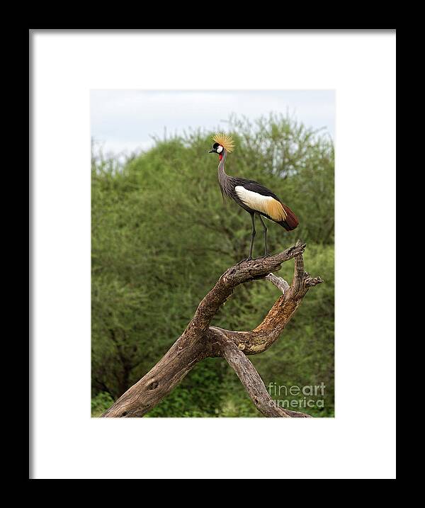 Grey Crowned Crane Framed Print featuring the photograph Grey Crowned Crane by Yair Karelic