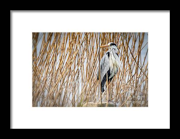 Animalia Framed Print featuring the photograph Grey Heron by Jivko Nakev