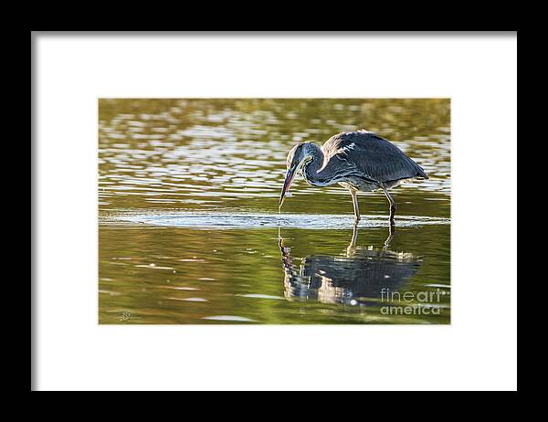 Grey Heron Framed Print featuring the photograph Grey Herons Catch by Torbjorn Swenelius