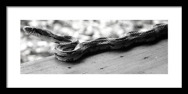 Snake Framed Print featuring the photograph Grey Rat Snake by Julie Pappas
