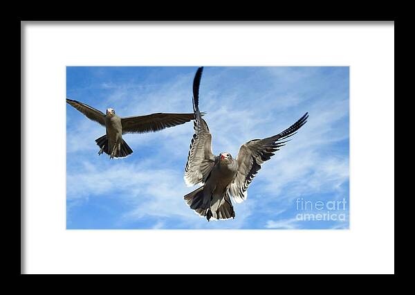 Seagulls Framed Print featuring the photograph Grey Seagulls in Flight by Beth Myer Photography