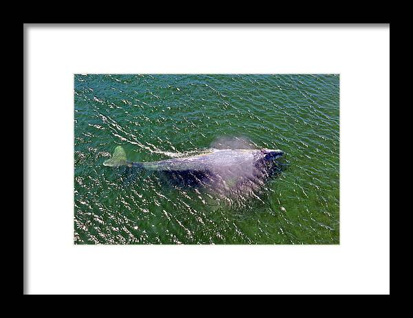 Photograph Framed Print featuring the photograph Grey Whale by Richard Gehlbach