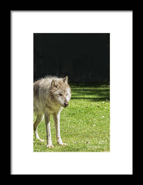 Activity Framed Print featuring the photograph Grey wolf by Patricia Hofmeester
