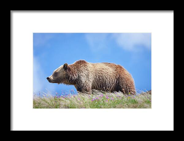 Mark Miller Photos Framed Print featuring the photograph Grizzly and Blue Sky by Mark Miller