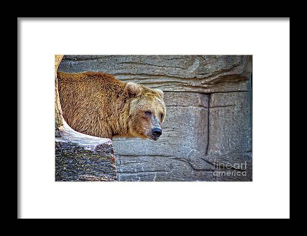 Bear Framed Print featuring the photograph Grizzly Bear by Ms Judi