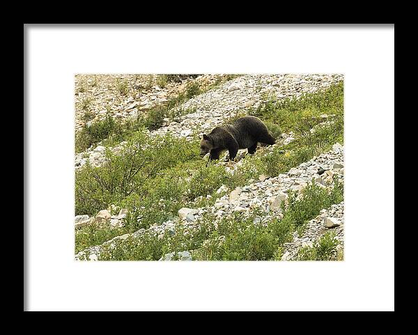 Grizzly Framed Print featuring the photograph Grizzly Bear Nearing the Bottom of the Mountain No. 2 by Belinda Greb