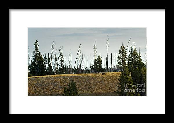 Bear Framed Print featuring the photograph Grizzly Bear-Signed-#3968 by J L Woody Wooden