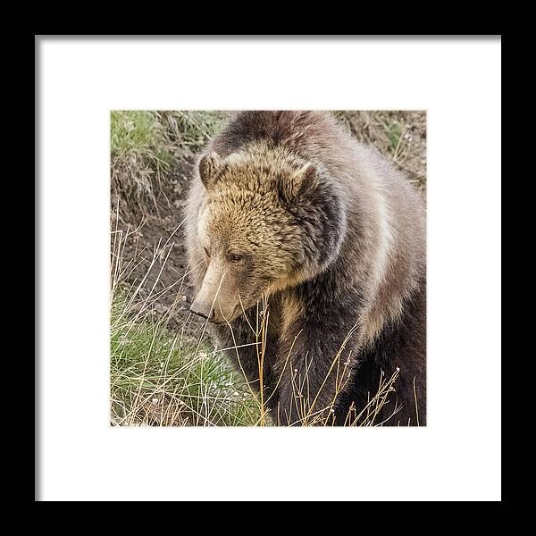Raspberry Framed Print featuring the photograph Grizzly Mama by Yeates Photography