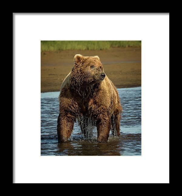 Bears Framed Print featuring the photograph Grizzly on Alert by Steven Upton