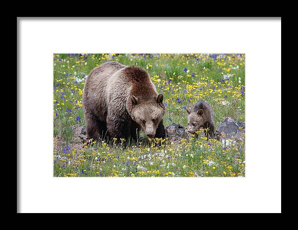 Mark Miller Photos Framed Print featuring the photograph Grizzly Sow and Cub in Summer Flowers by Mark Miller