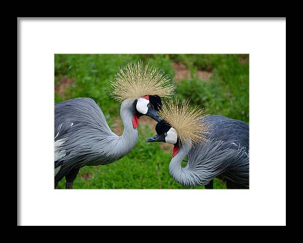 Crane Framed Print featuring the photograph Grooming East African Crown Crane Mates by Richard Bryce and Family