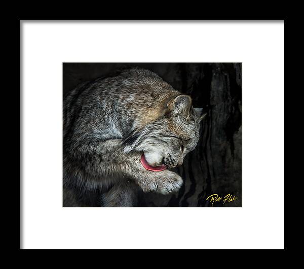 Animals Framed Print featuring the photograph Grooming Lynx by Rikk Flohr
