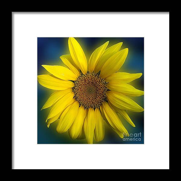 Sunflower Photo Framed Print featuring the photograph Groovy Sunflower by Jeanne Forsythe