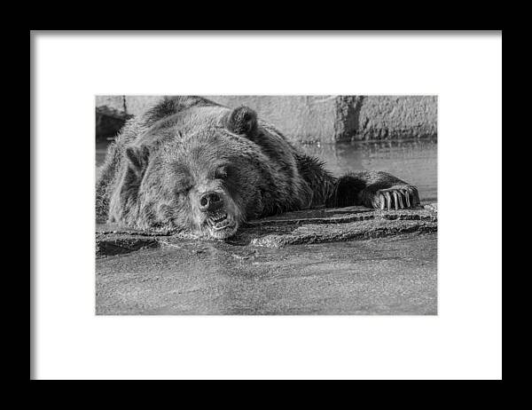 Grouchy Bear Framed Print featuring the photograph Grouchy Bear - Black and White by Susan McMenamin