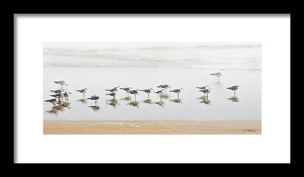Birds Framed Print featuring the photograph Grounded By Fog by Christopher Holmes