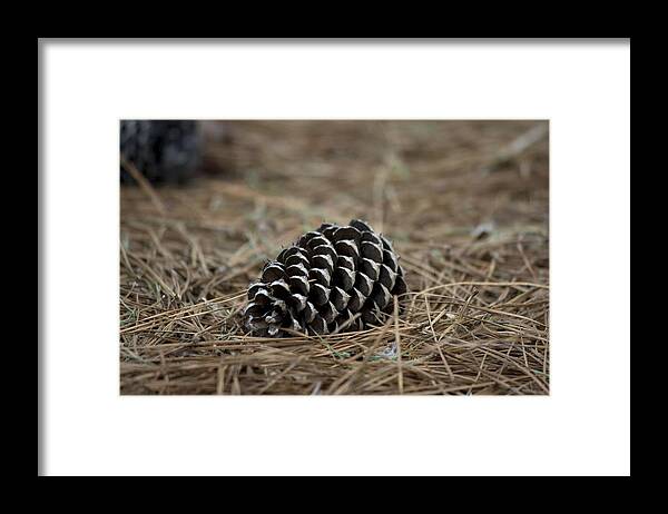 Nature Framed Print featuring the photograph Grounded by Magda Levin