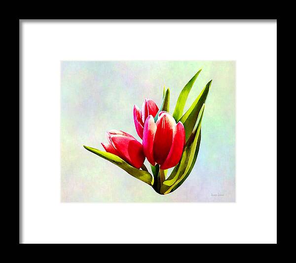 Tulip Framed Print featuring the photograph Group of Red Tulips by Susan Savad