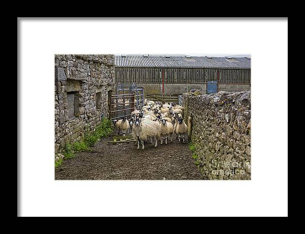 Sheep Framed Print featuring the photograph Yorkshire sheep on farm by Patricia Hofmeester