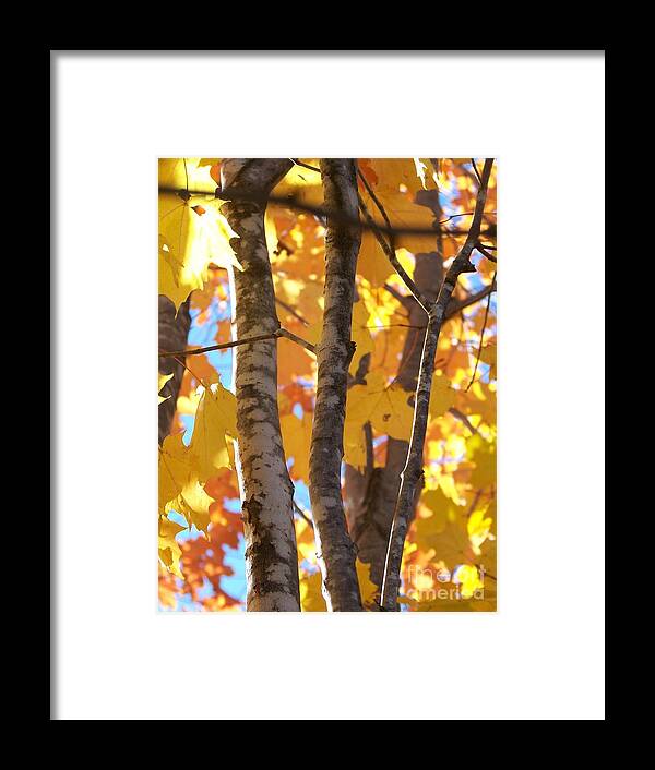 Trees Framed Print featuring the photograph Growing Gold - Photograph by Jackie Mueller-Jones