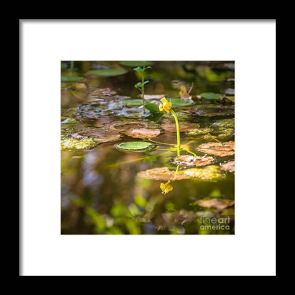 Plants Framed Print featuring the photograph Growing in the water by Mariusz Talarek