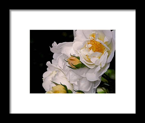 Roses Framed Print featuring the photograph Growing Like the Wind by Lynda Lehmann