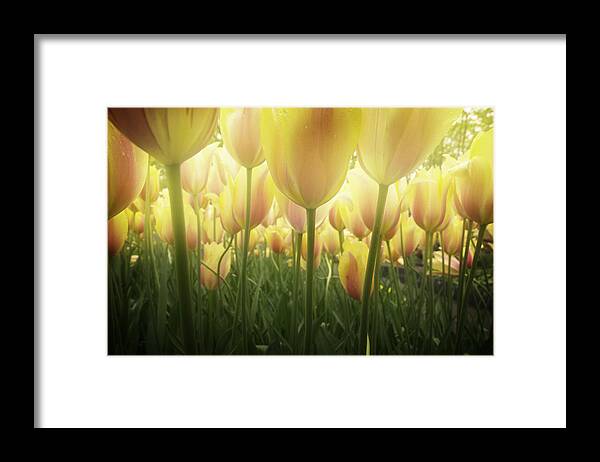 Tulip Framed Print featuring the photograph Growing Tulips by Anastasy Yarmolovich