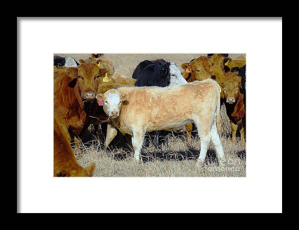 Calf Framed Print featuring the photograph Growing up by Merle Grenz