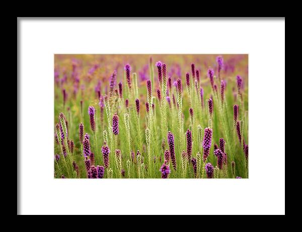 Blazingstar Framed Print featuring the photograph Growth by James Barber