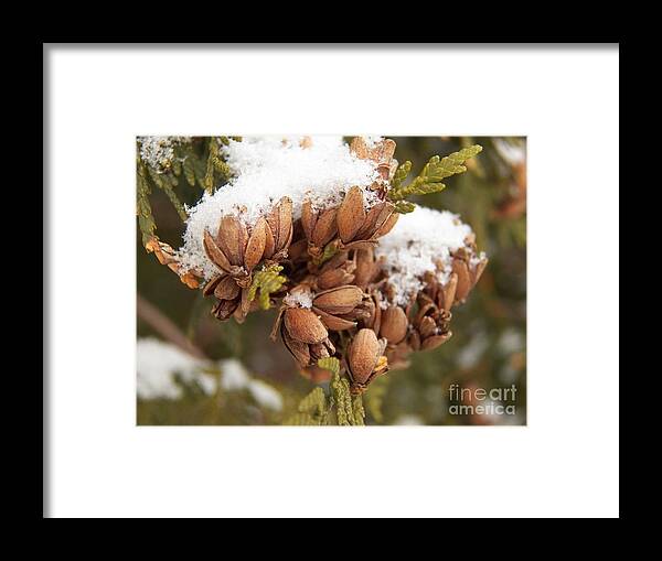 Winter Framed Print featuring the photograph Growth of Pincones by Corinne Elizabeth Cowherd