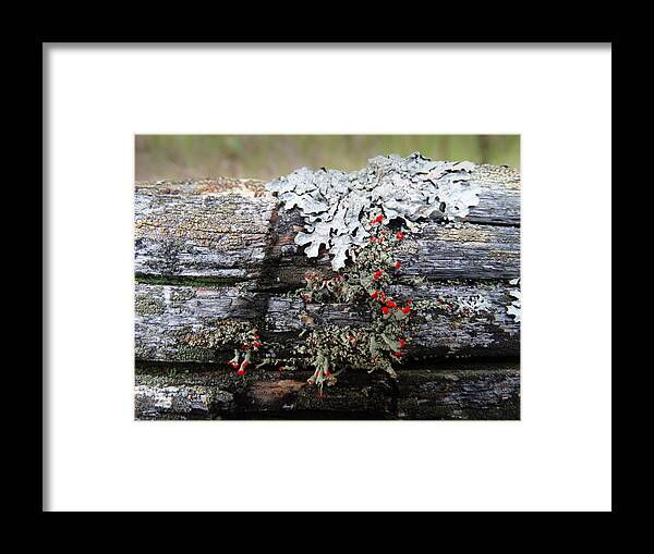 Growth Framed Print featuring the photograph Growth on a Fence Rail by David T Wilkinson