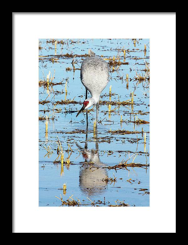 Bosque De Apache Framed Print featuring the photograph Grus Canadensis I by Marla Craven