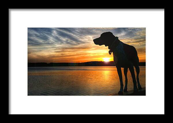 German Shorthair Framed Print featuring the photograph GSP Luminosity by Brook Burling