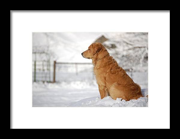 Golden Retriever Framed Print featuring the photograph Guard by Laura Mountainspring
