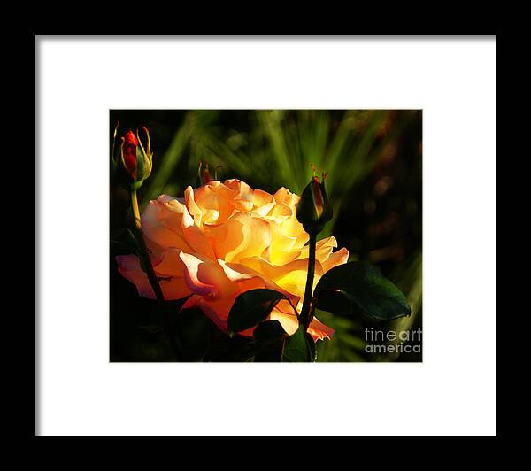 Rose Framed Print featuring the photograph Guarded by Linda Shafer