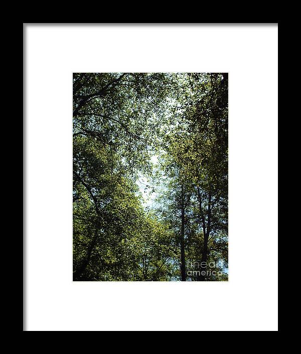 Trees Framed Print featuring the photograph Guardians by Brian Edward Harris