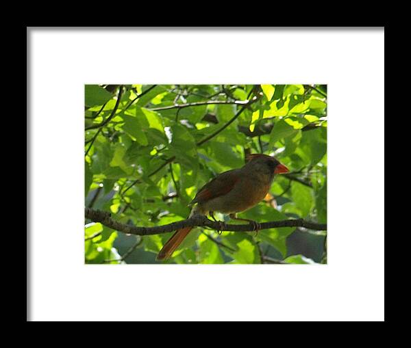 Female Framed Print featuring the photograph Guarding Mom by Kim
