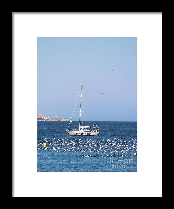 Guernsey Framed Print featuring the photograph Guernsey Gulls by Eddie Barron