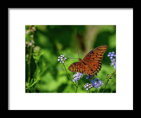 Butterfly Framed Print featuring the photograph Gulf Fritillary Butterfly by Susie Weaver
