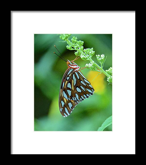 Butterfly Framed Print featuring the photograph Gulf Fritillary on Butterfly Bush by Carol Bradley
