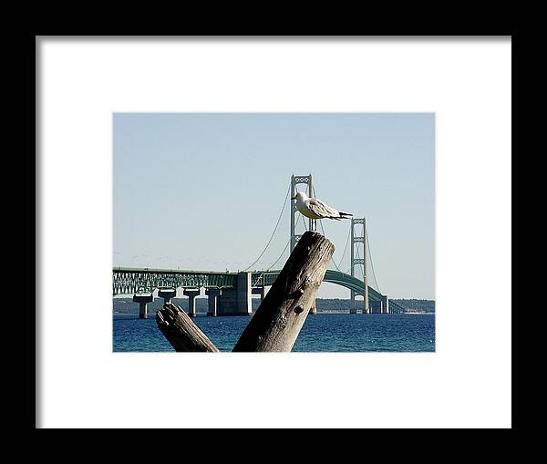 Mackinac Bridge Framed Print featuring the photograph Gull and Mackinac Bridge by Keith Stokes