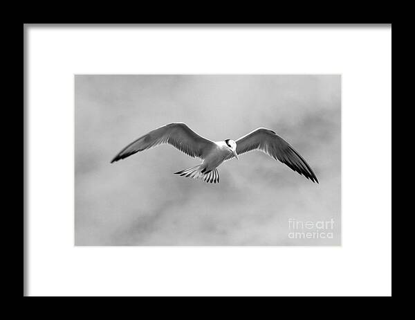 Bird Framed Print featuring the photograph Gull in Black and White by Robert Wilder Jr